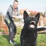 When Should You Go to the Doctor for a Dog Bite?