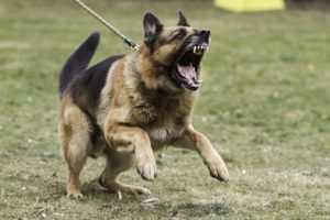 East Hampton Dog Bite Injury Lawyer