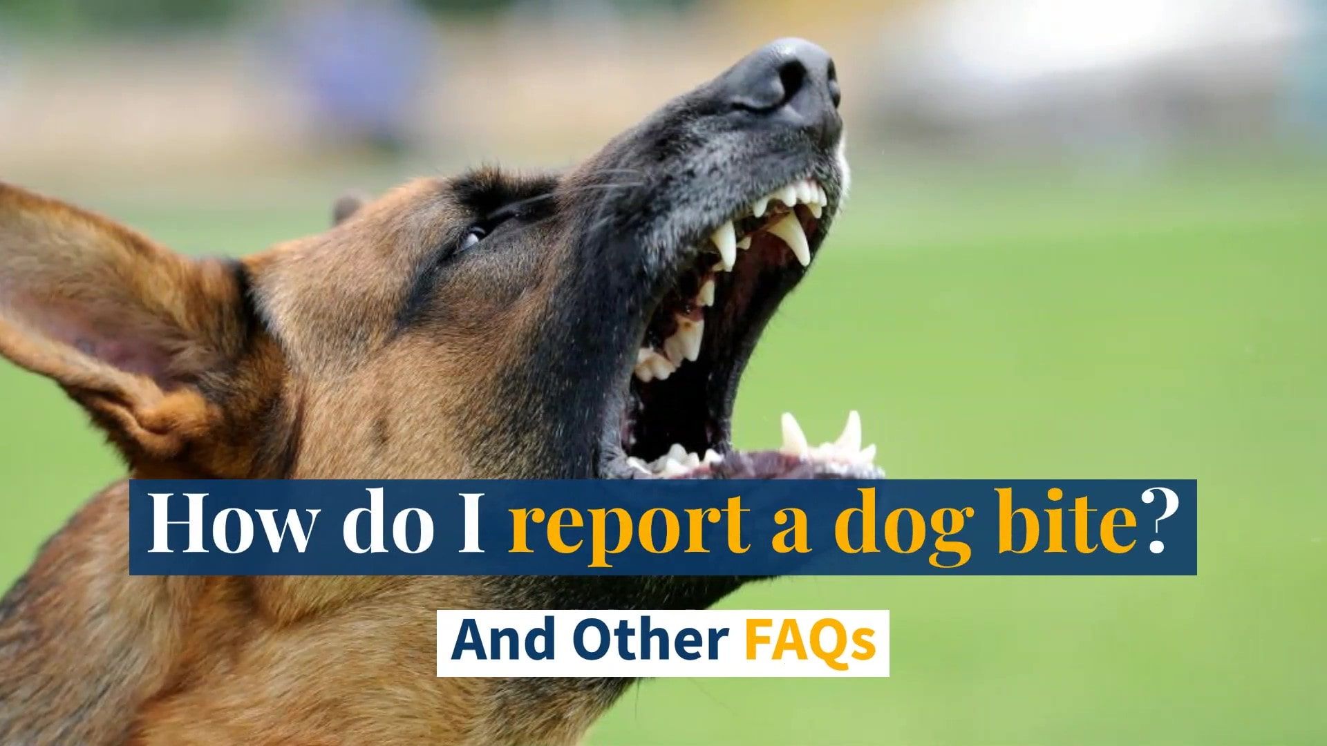 how long do you have to report a dog bite