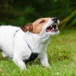 Nassau County Dangerous Dog Bite FAQs