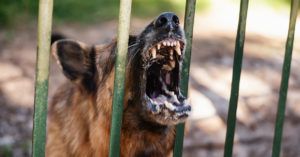 Suffolk County Dangerous Dog Bite FAQs