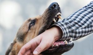 ​How Much Does a Dog Bite Lawsuit Cost?