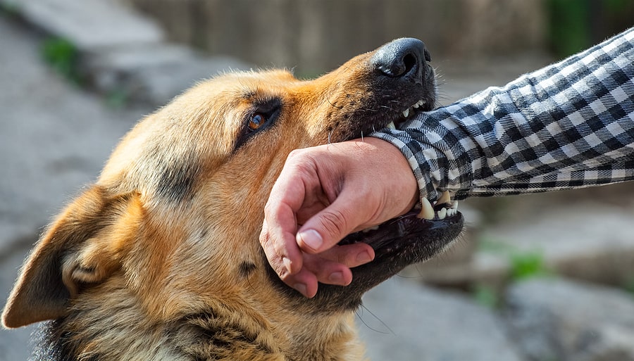 why do some dogs attack humans