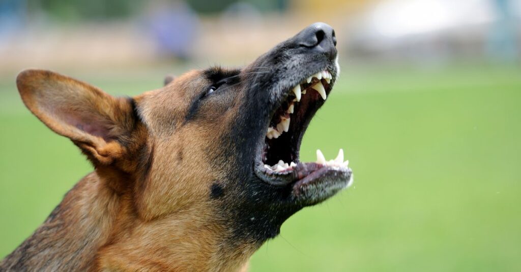 Blog de preguntas frecuentes sobre mordeduras de perro
