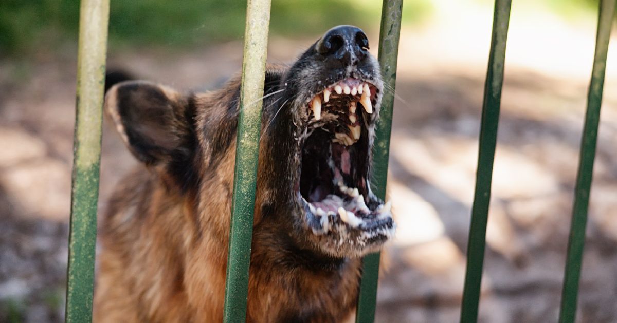 Suffolk County Dangerous Dog Bite FAQs - Rosenberg & Gluck LLP
