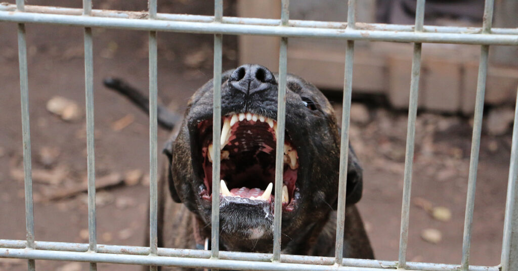 Sobre las razas de perros y sus peligros