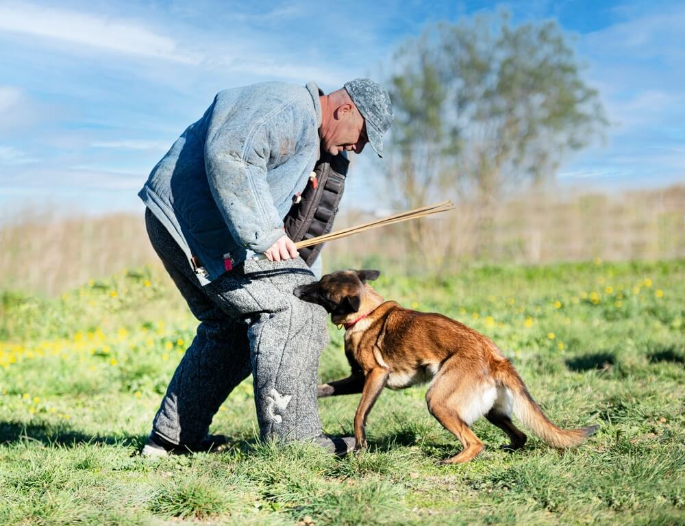 Dog Bite Lawyer in Long Island, New York area