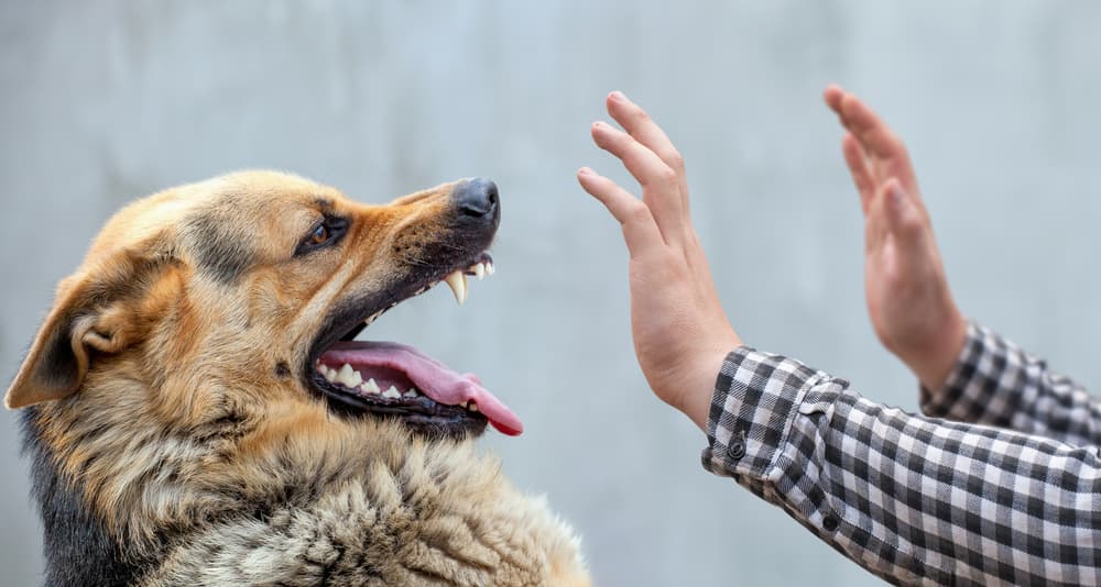 What to Do After a Dog Bites You