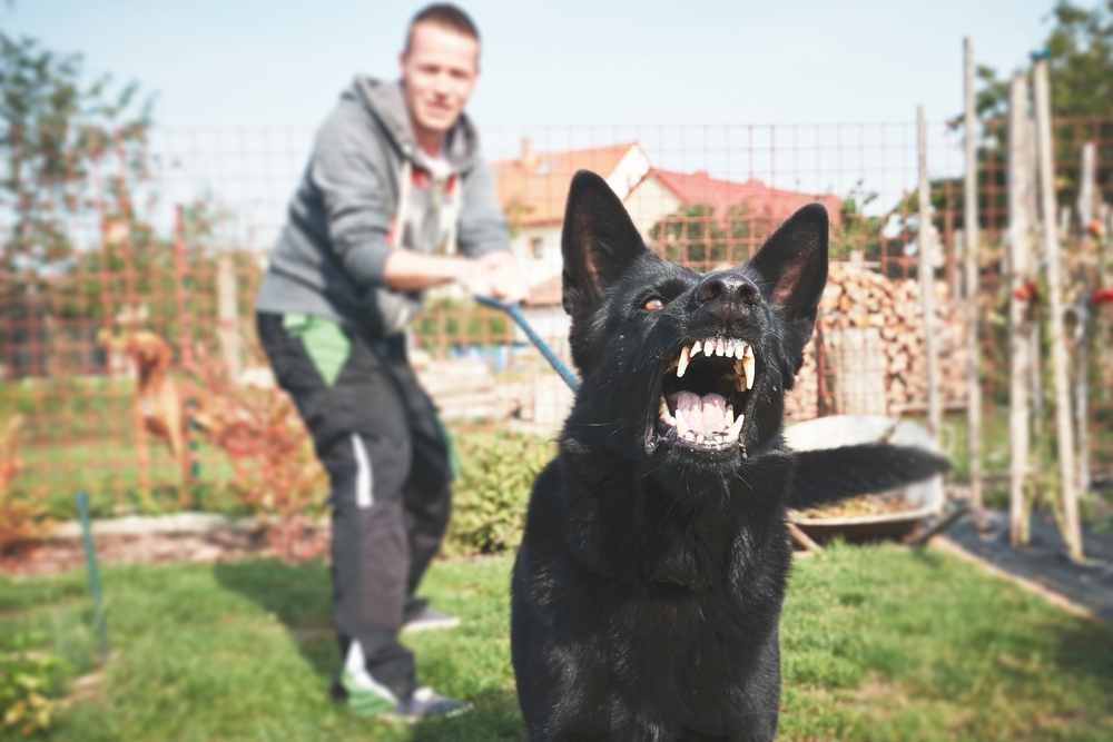 Aggressive black dog baring its teeth while restrained on a leash by its owner in a yard.